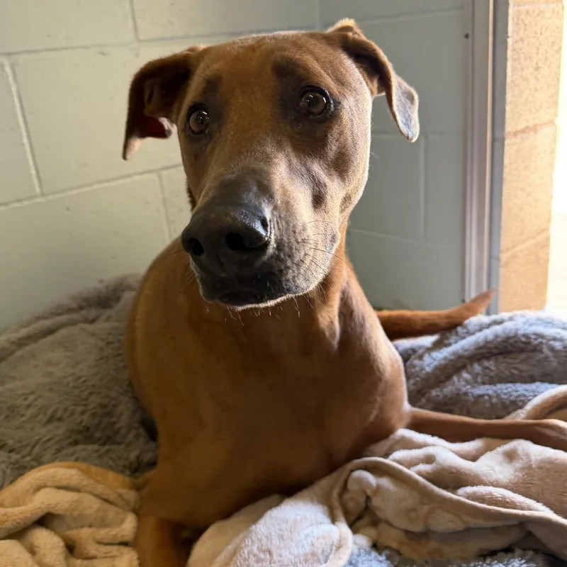 An adult large-sized male Brown / Chocolate Rhodesian Ridgeback dog named Cappy for adoption in Santa Barbara, CA