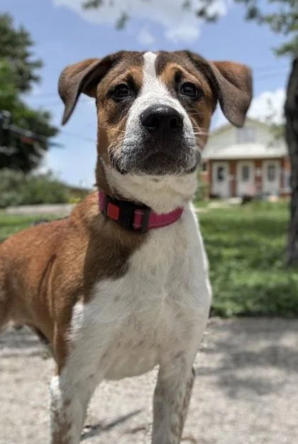 A young medium-sized male Shepherd dog named Kino for adoption in San Antonio, TX