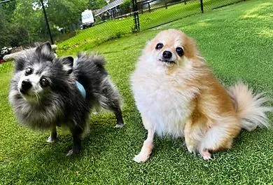 A senior small-sized male Pomeranian dog named Twinkie And Yodel for adoption in Huntington, NY