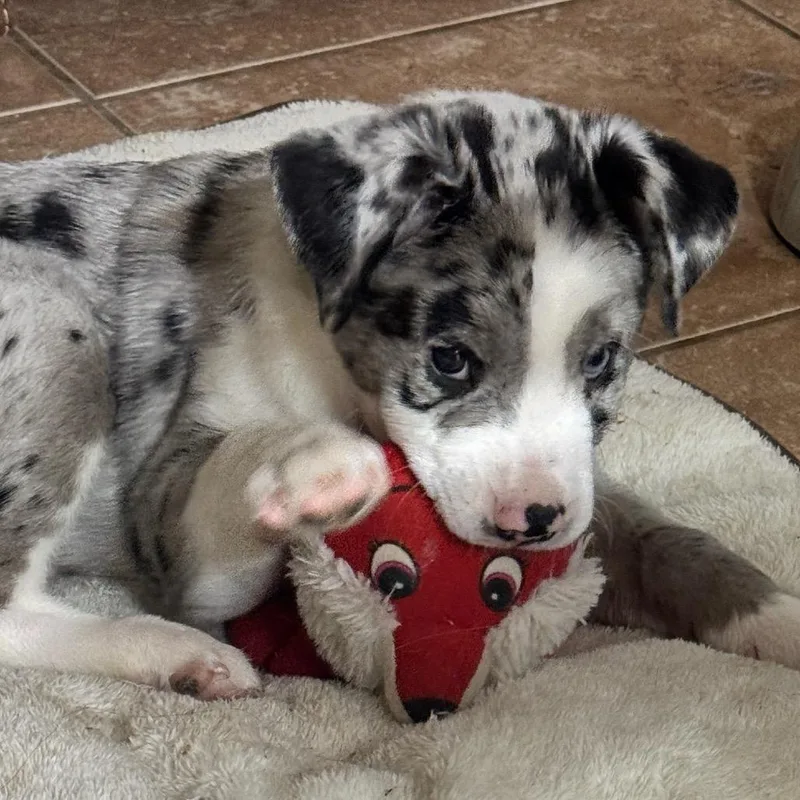 A baby small-sized male Catahoula Leopard Dog dog named Max for adoption in San Diego, CA