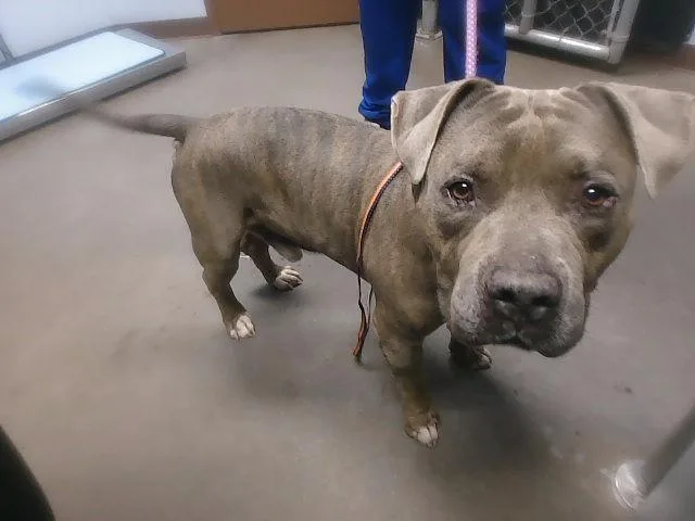 An adult large-sized male Pit Bull Terrier dog named Bigelow for adoption in Phoenix, AZ