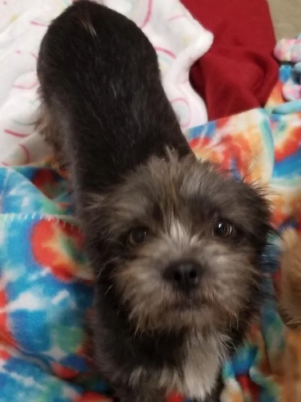 A young small-sized female Terrier dog named Hoho for adoption in Aurora, IL