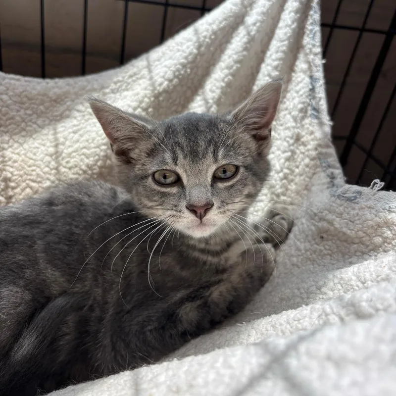 A baby small-sized male Gray / Blue / Silver Domestic Short Hair cat named Golly Gee for adoption in Huntington, WV