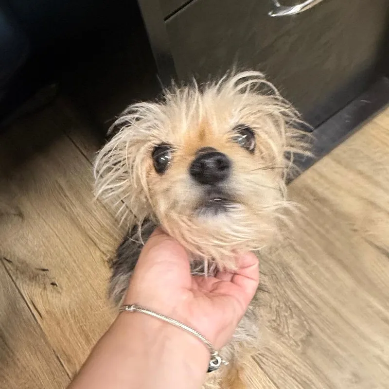 A baby small-sized female Black Yorkshire Terrier dog named Maple for adoption in Newark, NJ