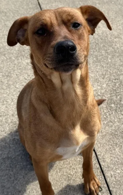 An adult large-sized female Pit Bull Terrier dog named Princess Leia for adoption in Westland, MI