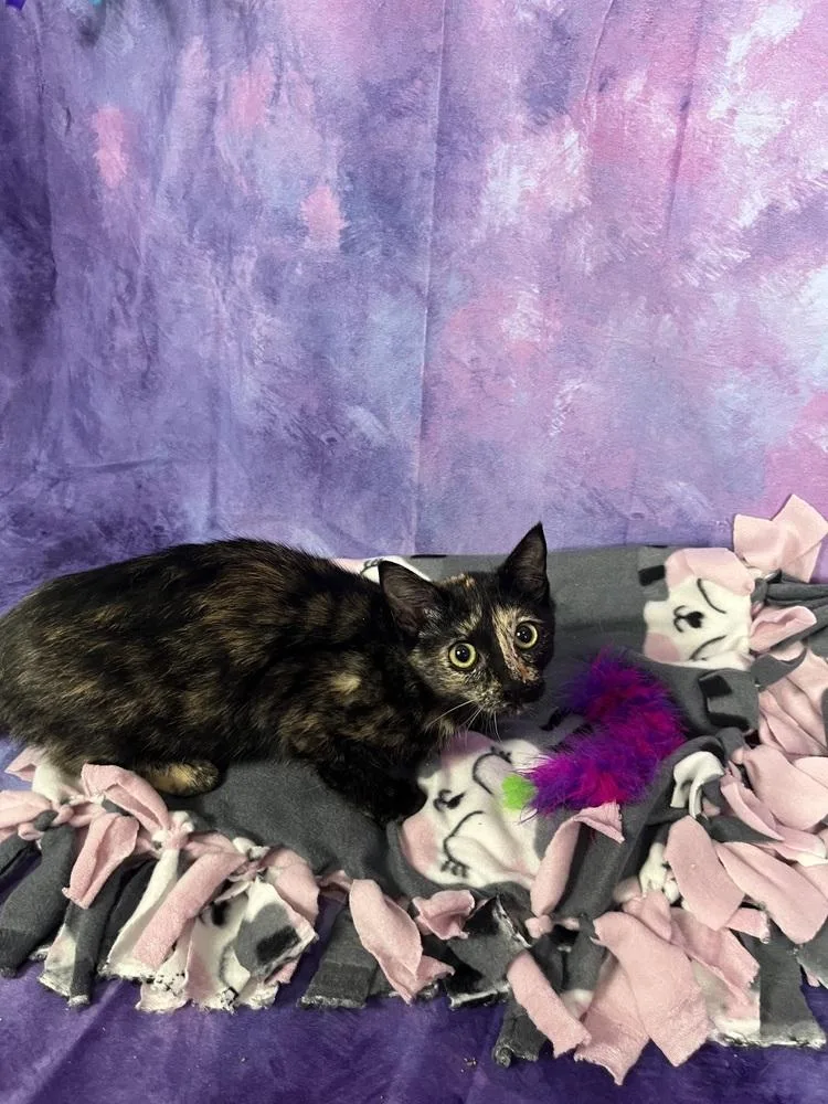 A baby small-sized female Domestic Short Hair cat named Ari for adoption in Anoka, MN