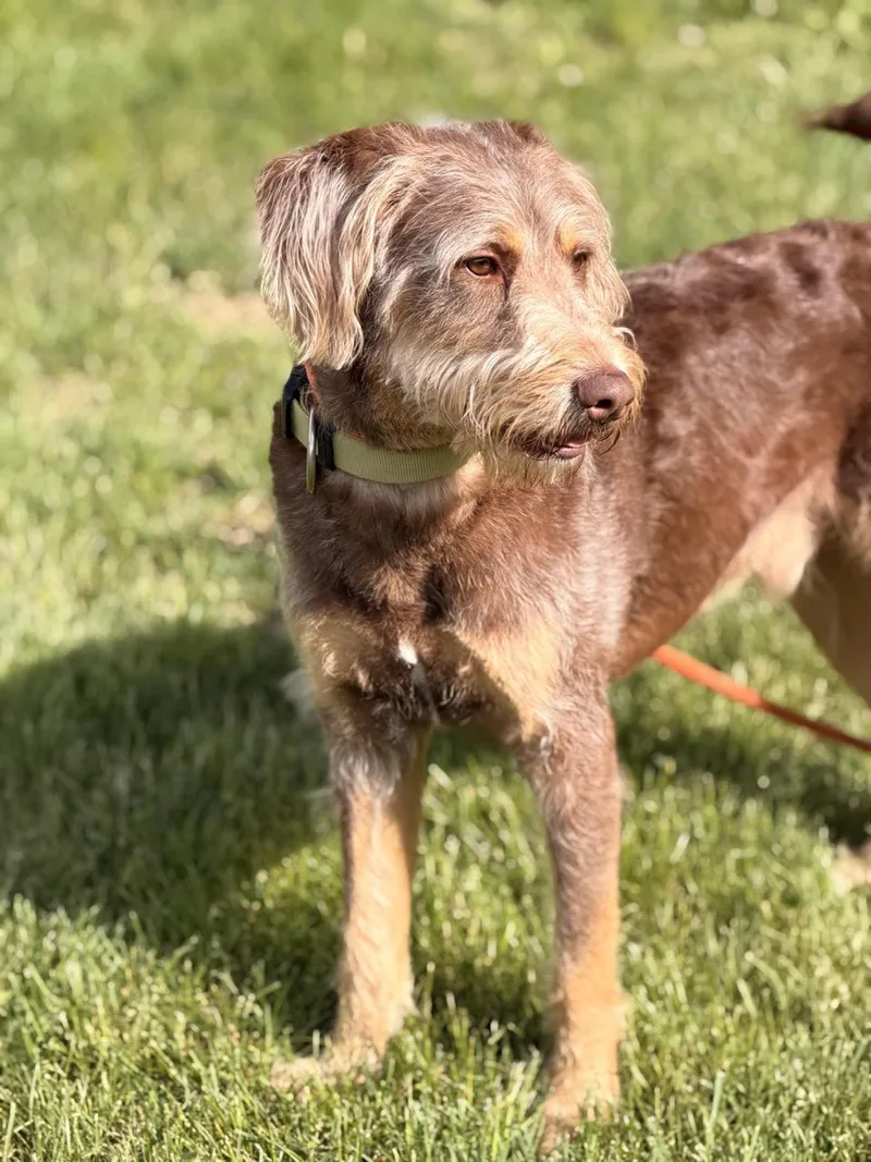 A young medium-sized male Labradoodle dog named Duke for adoption in Sparta, NJ