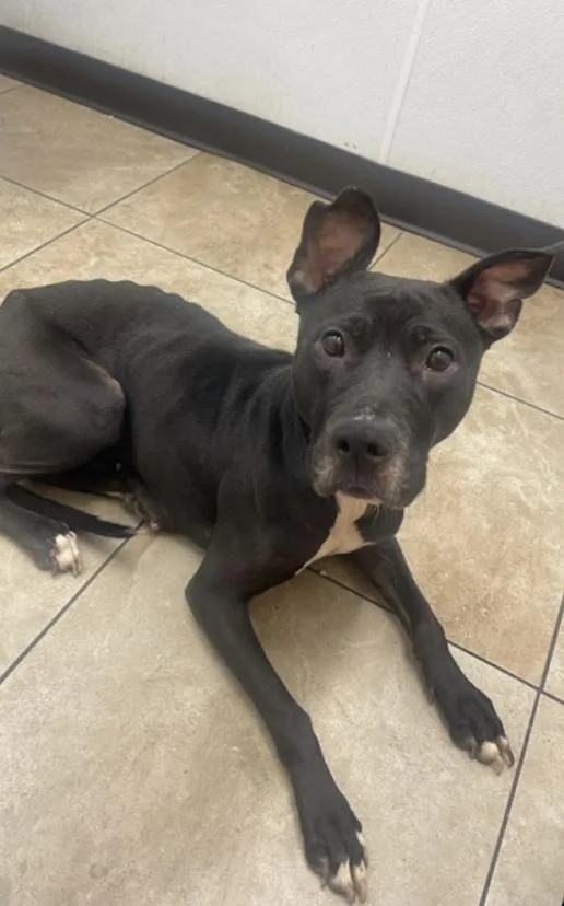 An adult medium-sized male Black Mixed Breed dog named Venusaur for adoption in Terre Haute, IN