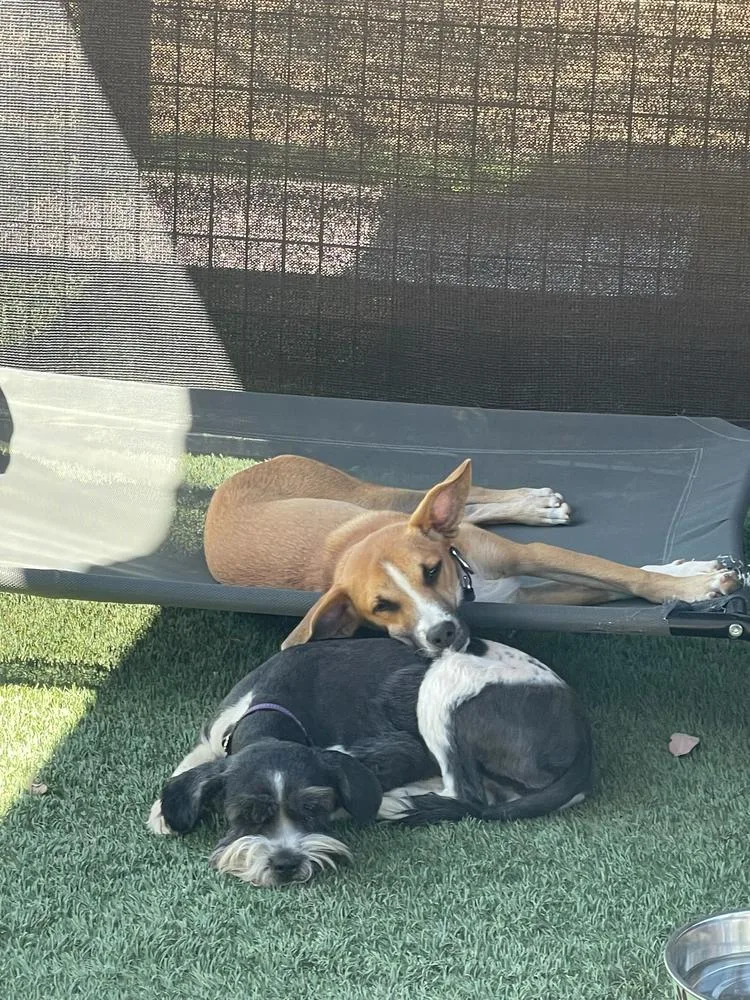 An adult medium-sized female Tricolor (Brown, Black, & White) Terrier dog named Nala for adoption in San Diego, CA