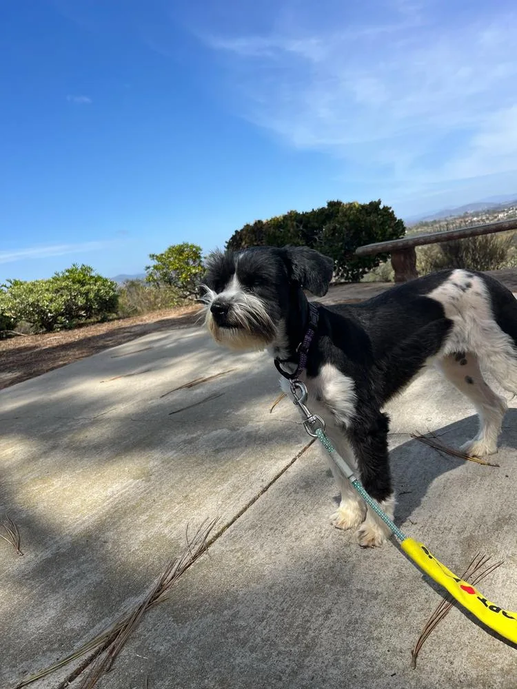 Nala thumbnail 3