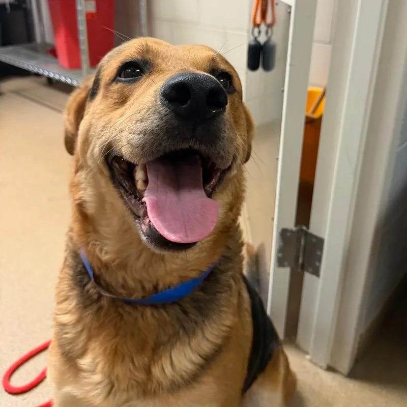An adult large-sized male Yellow / Tan / Blond / Fawn Mixed Breed dog named Captain for adoption in Chattanooga, TN