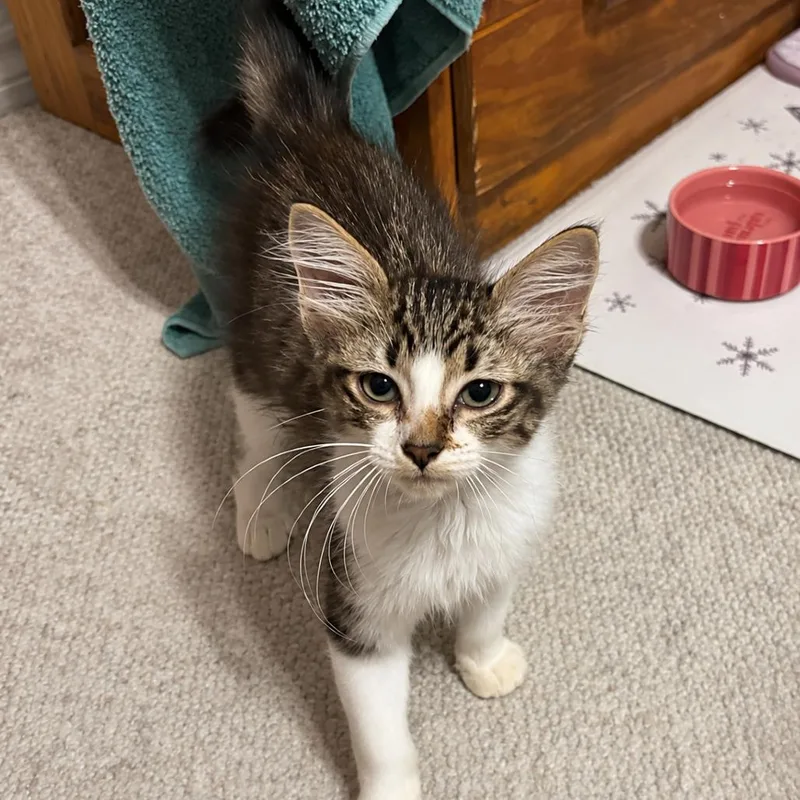 A baby small-sized male Brown / Chocolate Domestic Medium Hair cat named Speed Bump for adoption in Boerne, TX