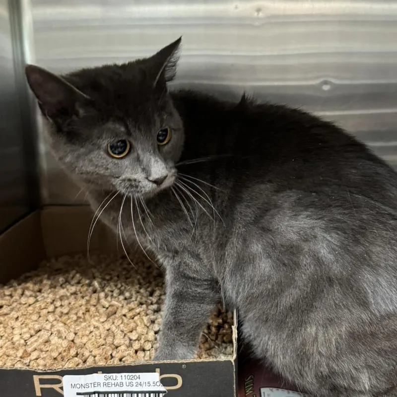 A young small-sized female Gray / Blue / Silver Domestic Short Hair cat named Daisy for adoption in Shinnston, WV