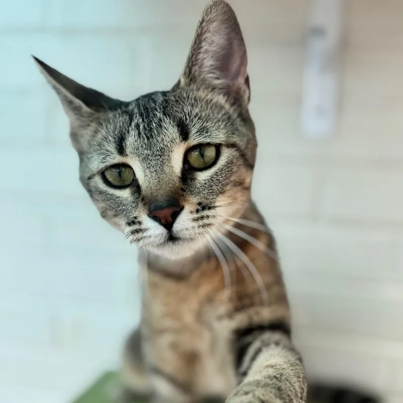 Miss Nala thumbnail 3