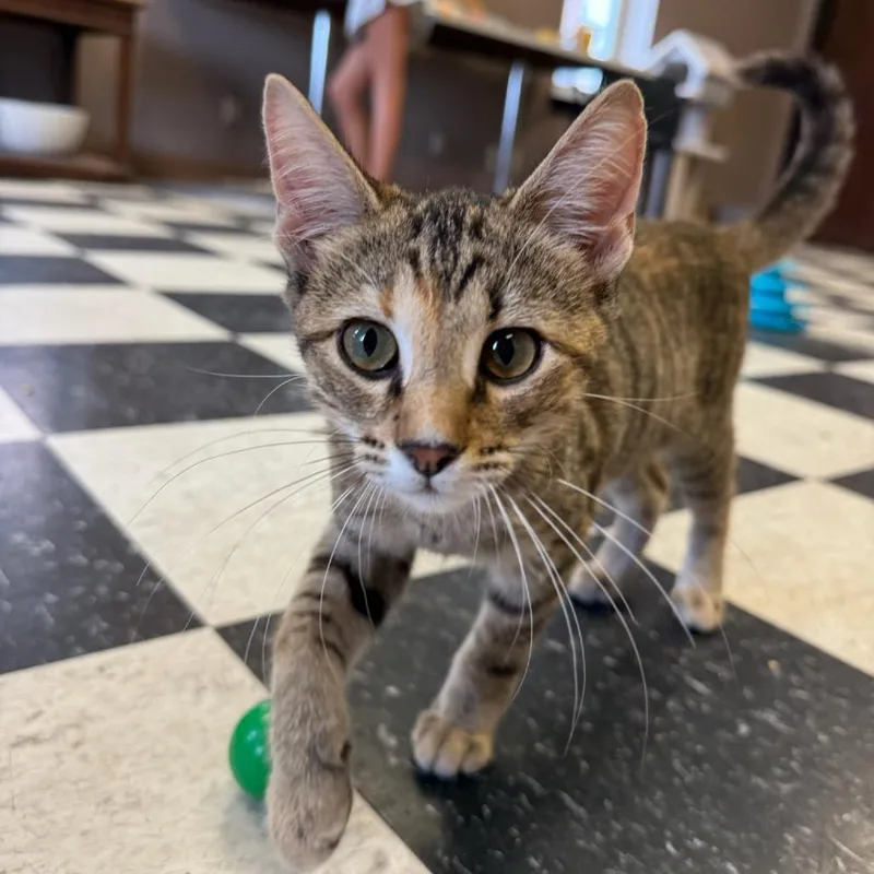 A baby small-sized female Gray / Blue / Silver Domestic Short Hair cat named Cleo for adoption in Okmulgee, OK