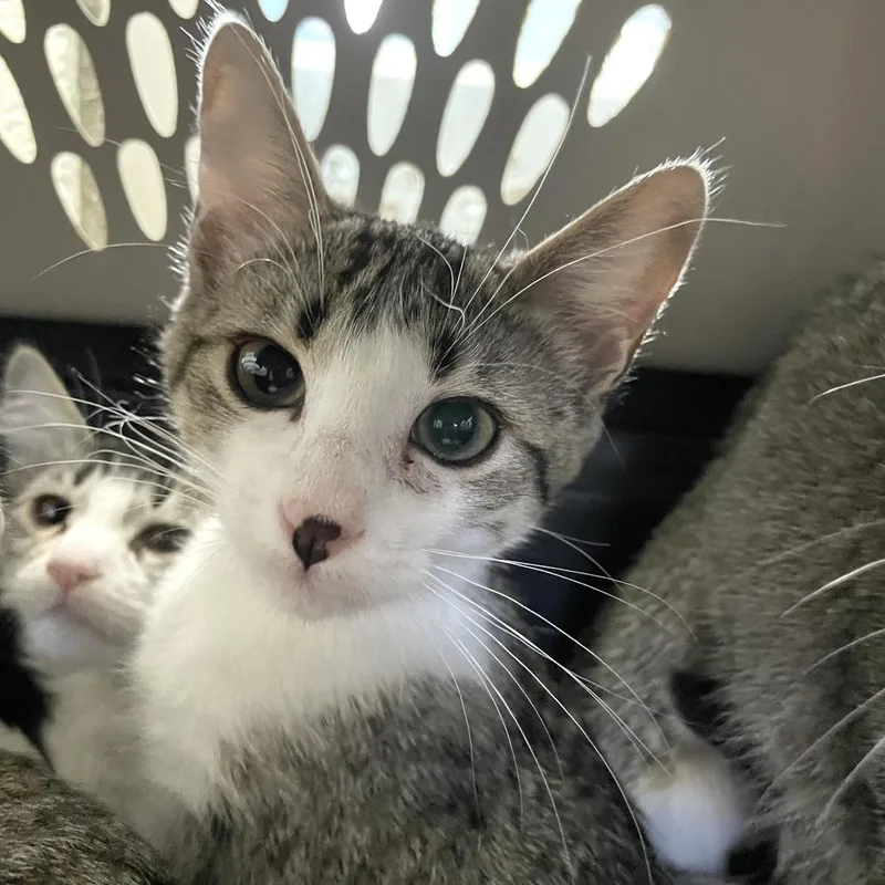A baby small-sized female Gray / Blue / Silver Domestic Short Hair cat named Wiseman for adoption in Carencro, LA