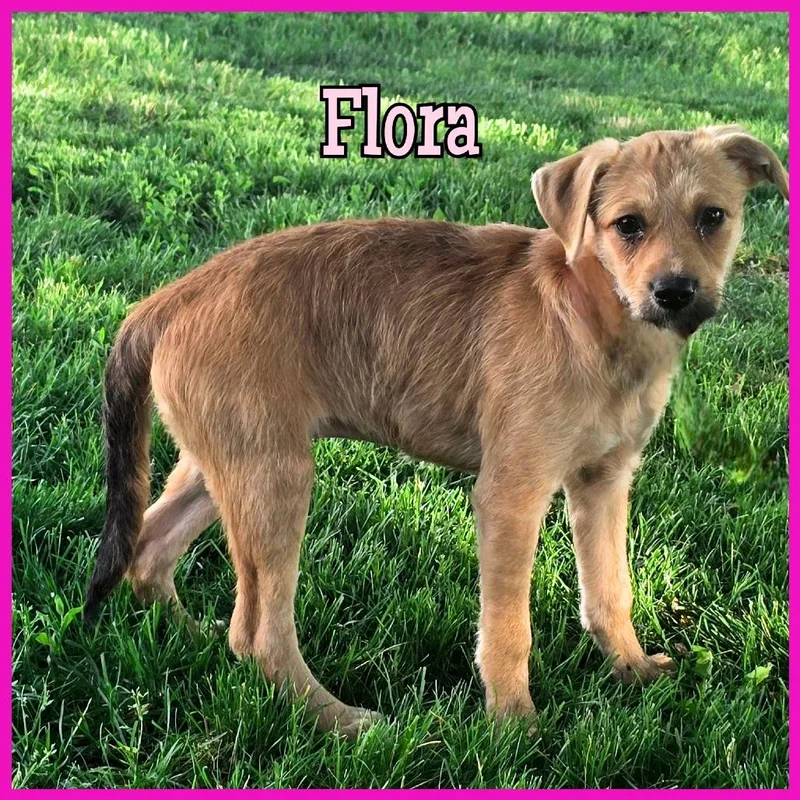 A baby medium-sized female Yellow / Tan / Blond / Fawn Mixed Breed dog named Flora for adoption in Joliet, IL