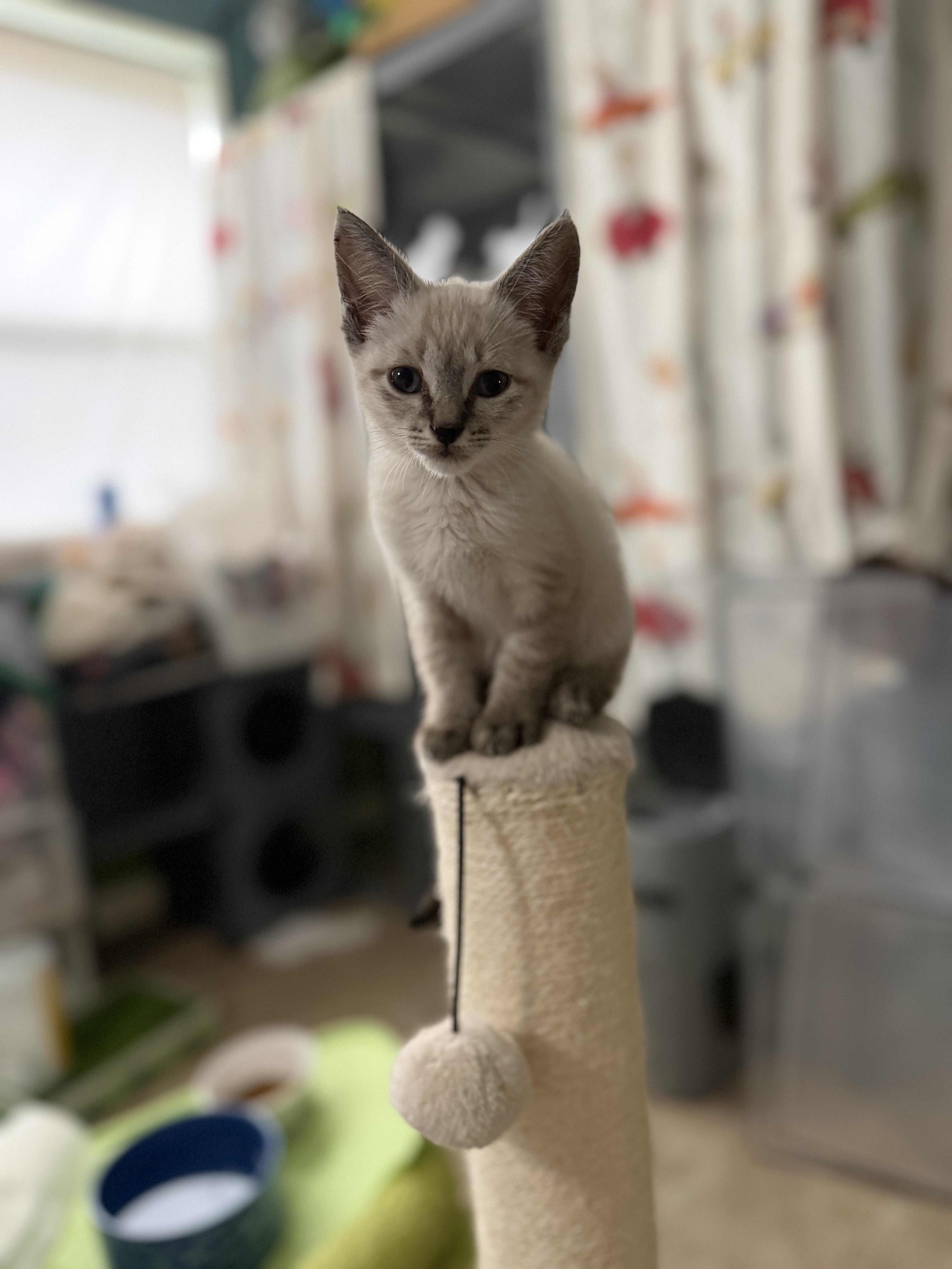 A baby medium-sized female Seal Point Domestic Short Hair cat named Brooke for adoption in Houston, TX