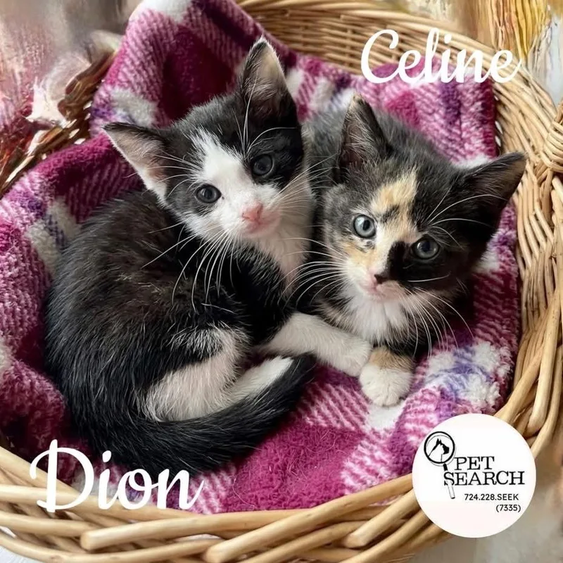 A baby small-sized female Black Domestic Short Hair cat named Celine for adoption in Washington, PA