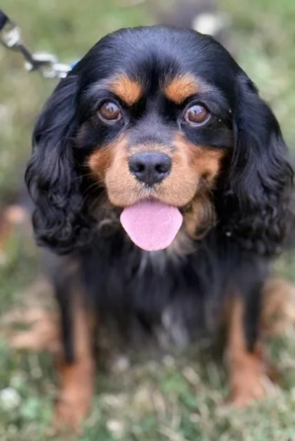 Freddie thumbnail 2