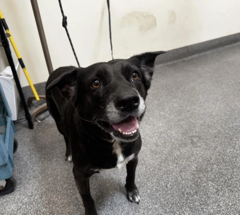 An adult medium-sized female Labrador Retriever dog named Indy for adoption in Los Angeles, CA