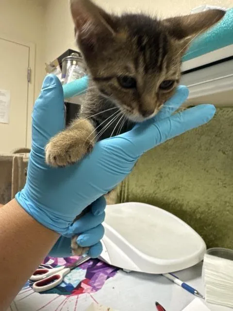 A baby small-sized male Domestic Short Hair cat named David for adoption in Riverside, CA