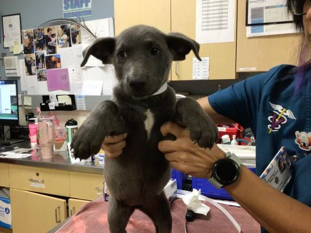 A young small-sized female Labrador Retriever dog named Mariah for adoption in Riverside, CA