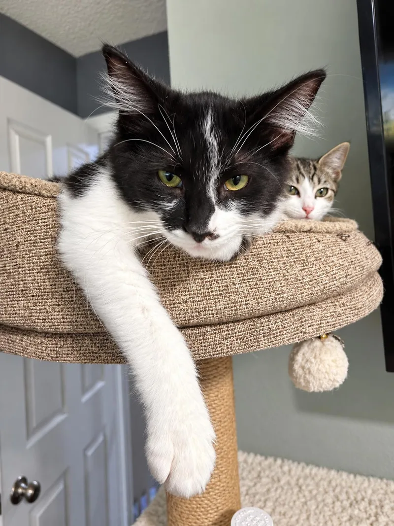 A baby small-sized male Domestic Medium Hair cat named Bock for adoption in Rio Linda, CA
