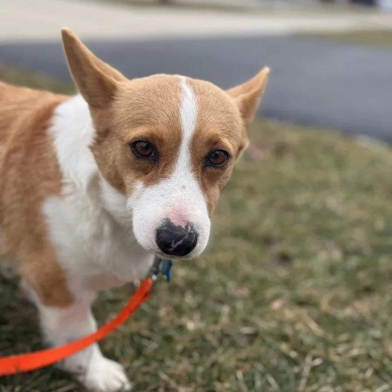 An adult small-sized female Sable Corgi dog named Eliza for adoption in St. Charles, IL