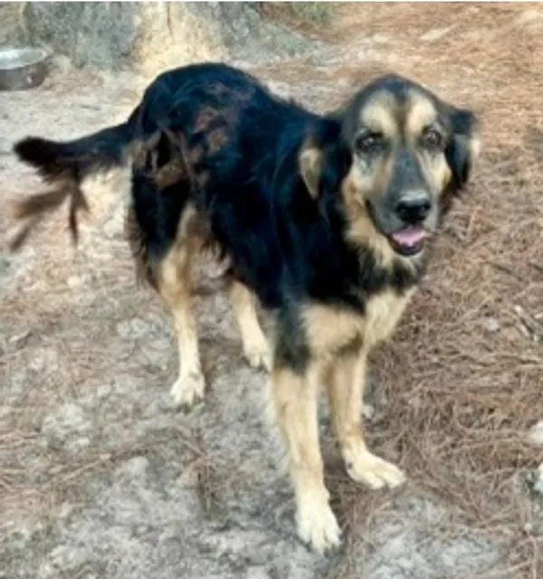 A senior large-sized male Black German Shepherd Dog dog named Mr. Bear for adoption in Cypress, TX