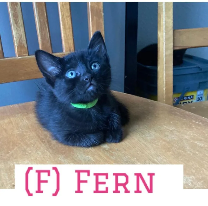 A baby medium-sized female Black Domestic Short Hair cat named Fern for adoption in Vacaville, CA