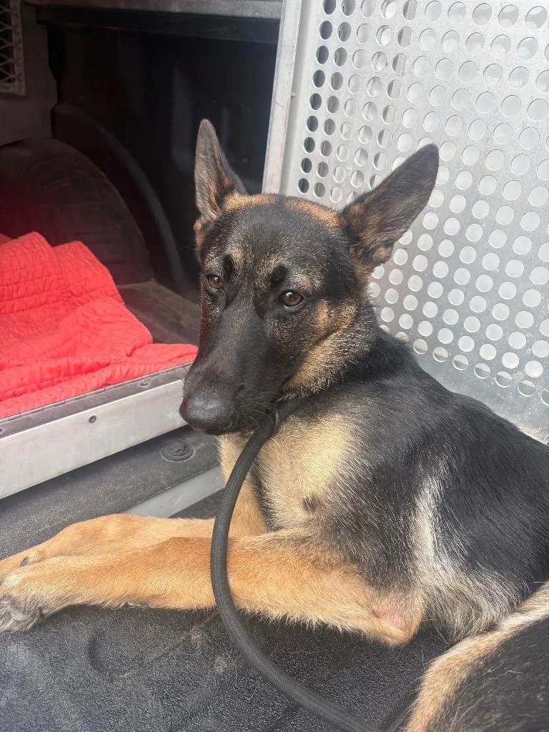 A young medium-sized male German Shepherd Dog dog named Rack for adoption in New Braunfels, TX