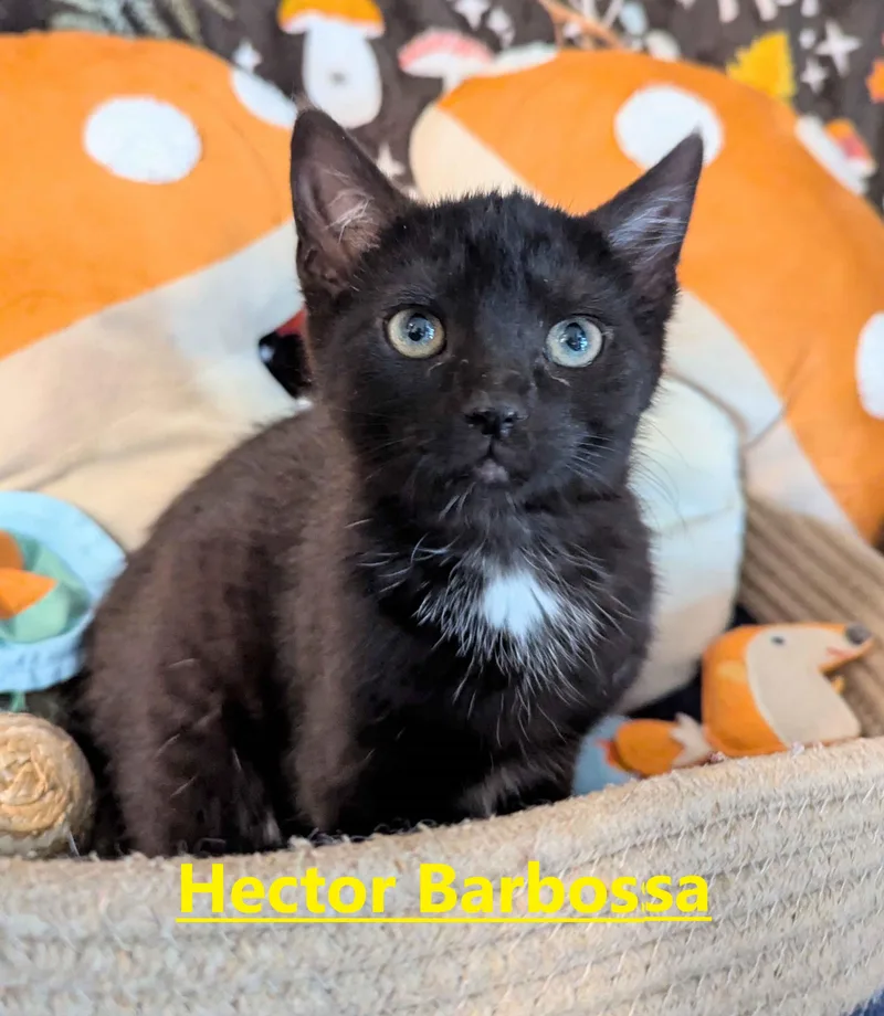 A young small-sized male Tabby (Brown / Chocolate) Domestic Short Hair cat named Hector Barbossa for adoption in Seven Valleys, PA