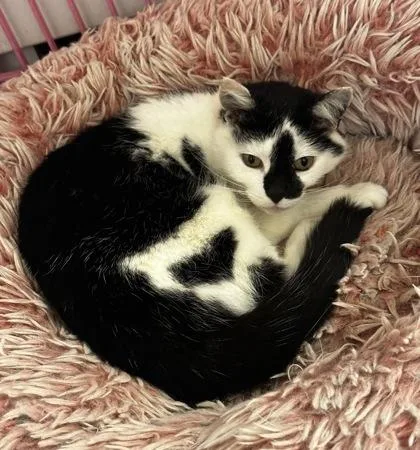 A young medium-sized female Domestic Short Hair cat named Hobbles for adoption in Wilkesboro, NC