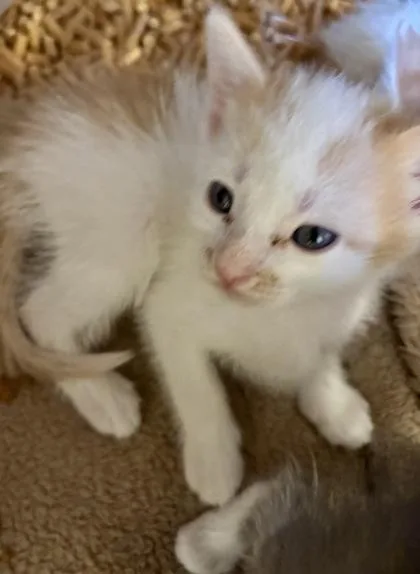 A baby small-sized male Domestic Short Hair cat named Peter Purrker for adoption in Cumming, GA