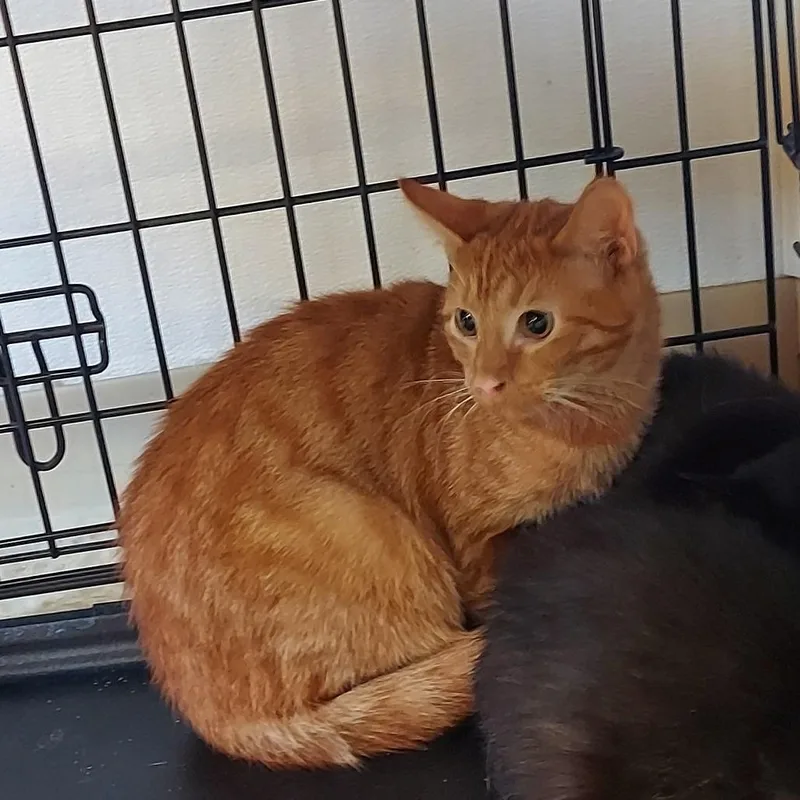 A young medium-sized male Orange / Red Domestic Short Hair cat named Lennon for adoption in Ashtabula, OH