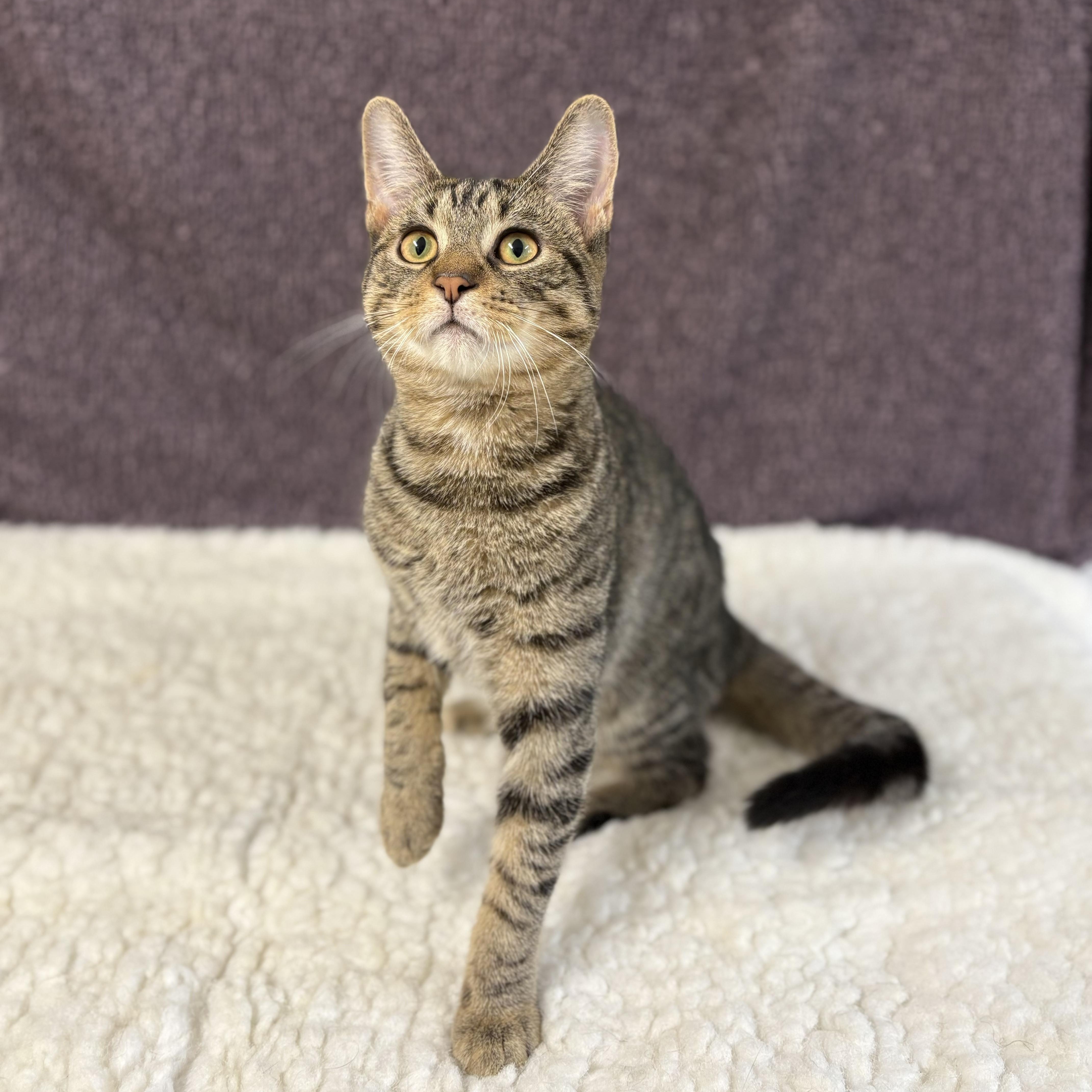 A young medium-sized male Tabby (Brown / Chocolate) Domestic Short Hair cat named Captain for adoption in Upper Sandusky, OH
