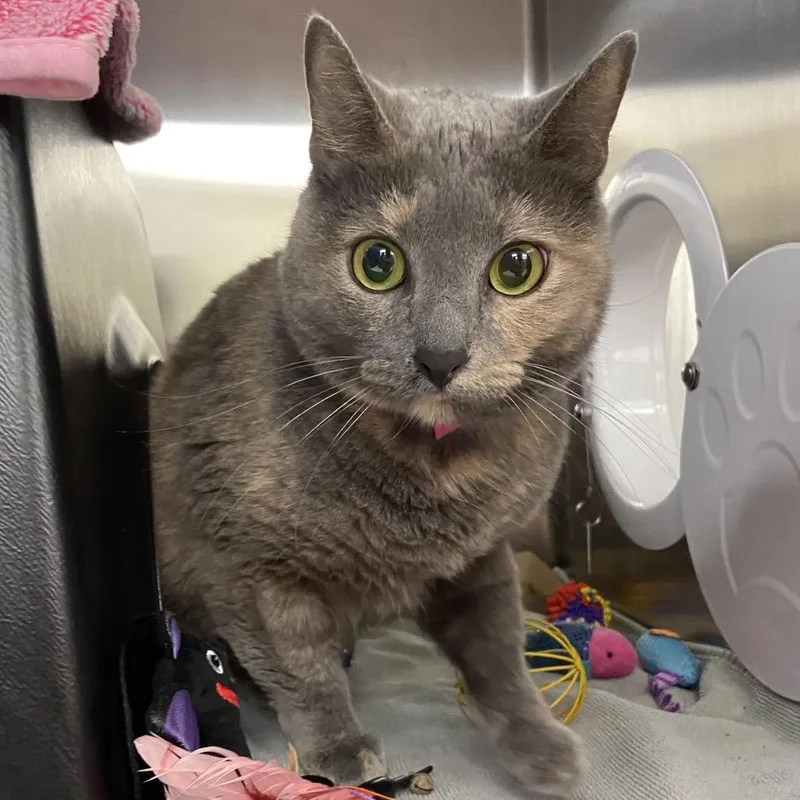An adult medium-sized female Tortoiseshell Domestic Short Hair cat named Pinky for adoption in Albuquerque, NM