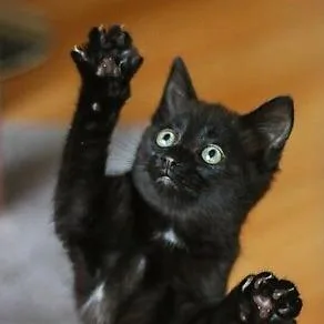 A baby small-sized male Domestic Short Hair cat named Mongo for adoption in Cumming, GA