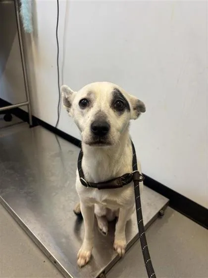 An adult medium-sized male Mixed Breed dog named Chase for adoption in West Chester, PA