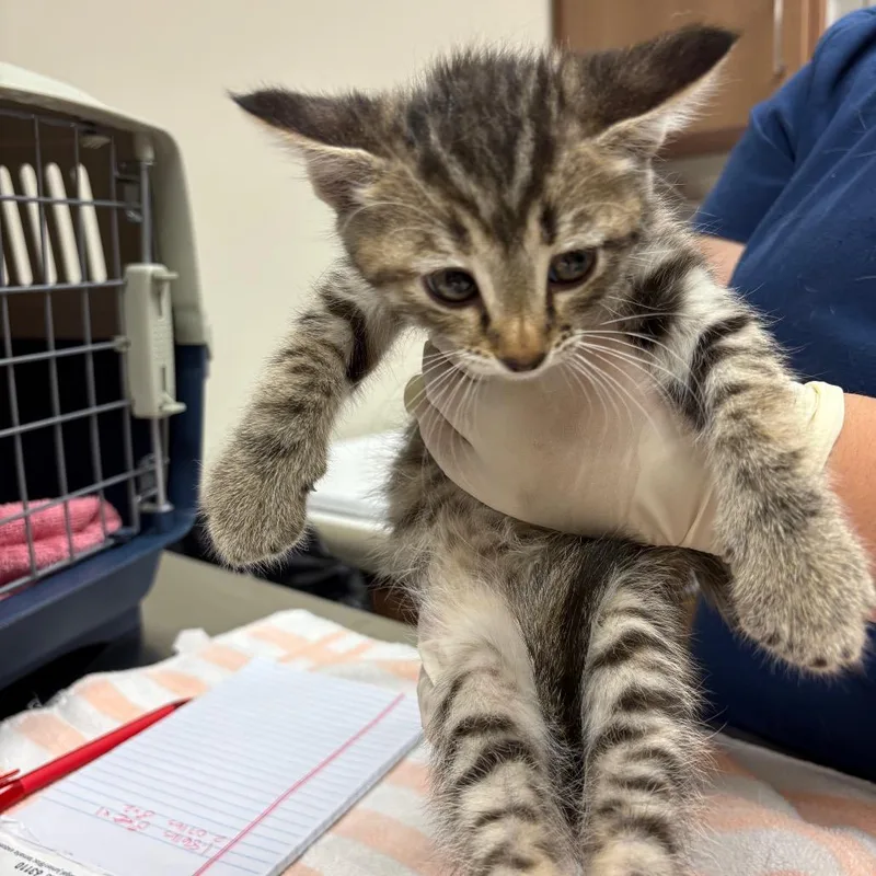 A baby small-sized female Black Domestic Short Hair cat named Switzerland for adoption in Reno, NV