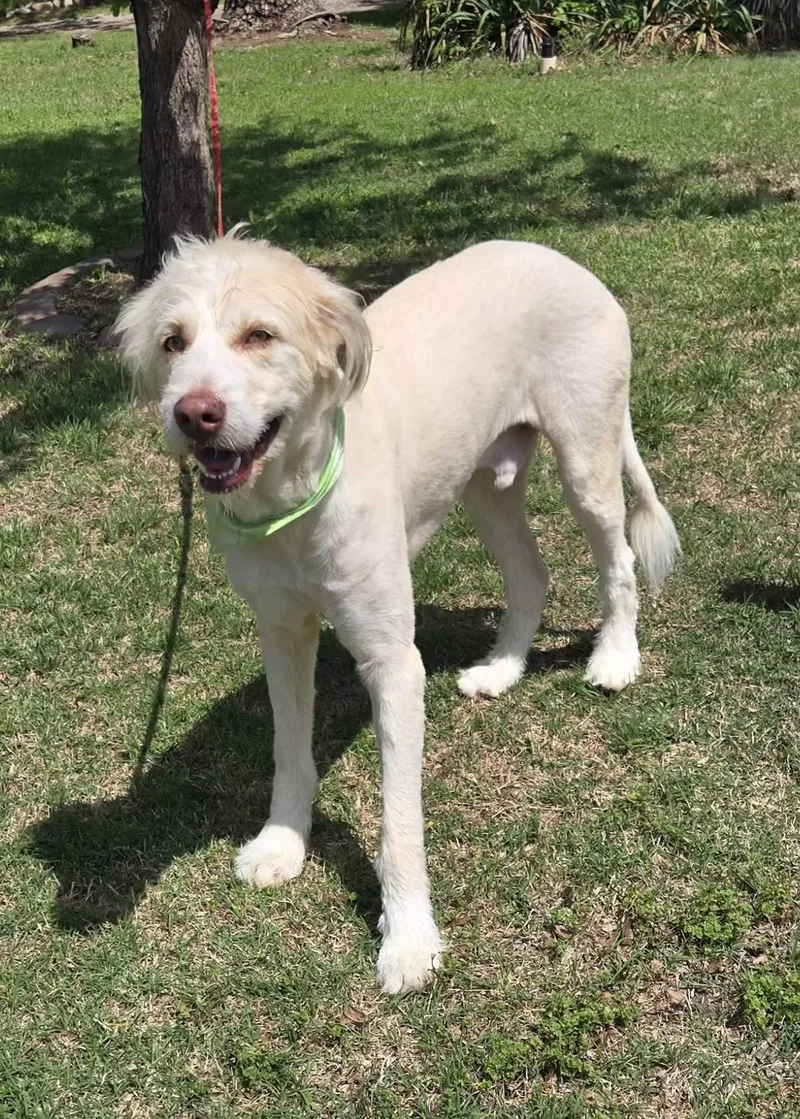 An adult large-sized male Great Pyrenees dog named Whiskey for adoption in Milwaukee, WI