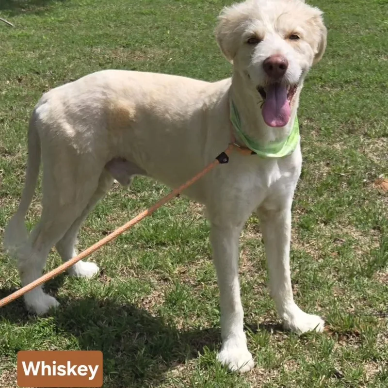 Whiskey thumbnail 3