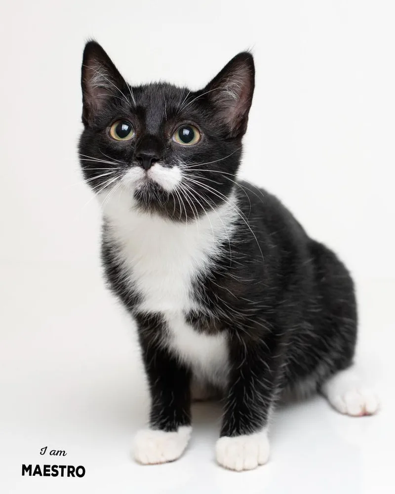 A baby small-sized male Domestic Short Hair cat named Maestro for adoption in Boone, IA