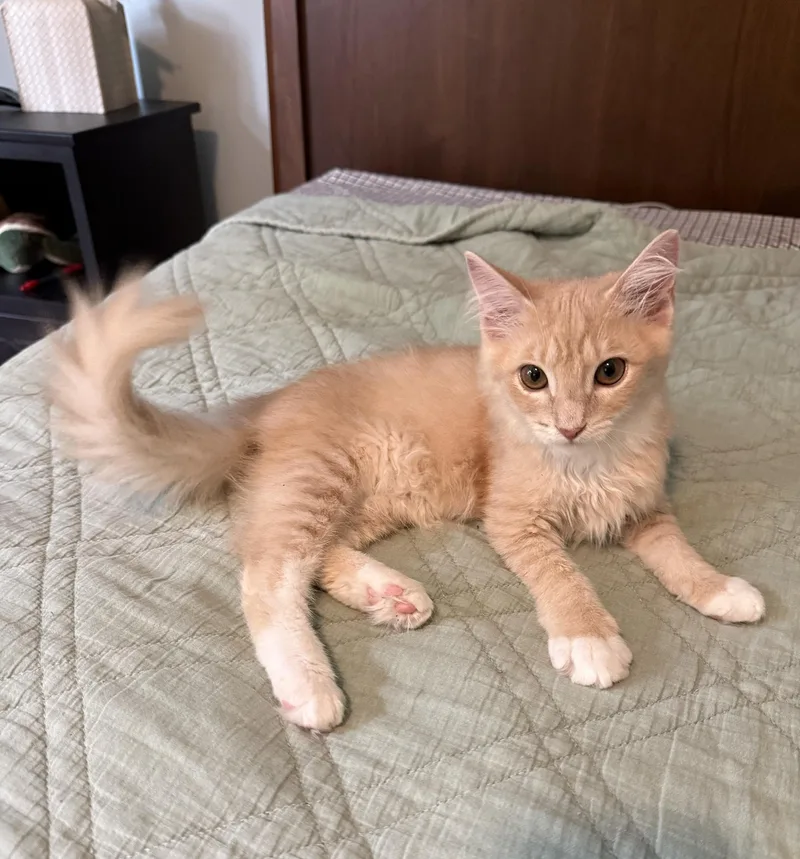 A baby small-sized male Tabby (Orange / Red) Domestic Short Hair cat named Skid Steer for adoption in Richmond, VA