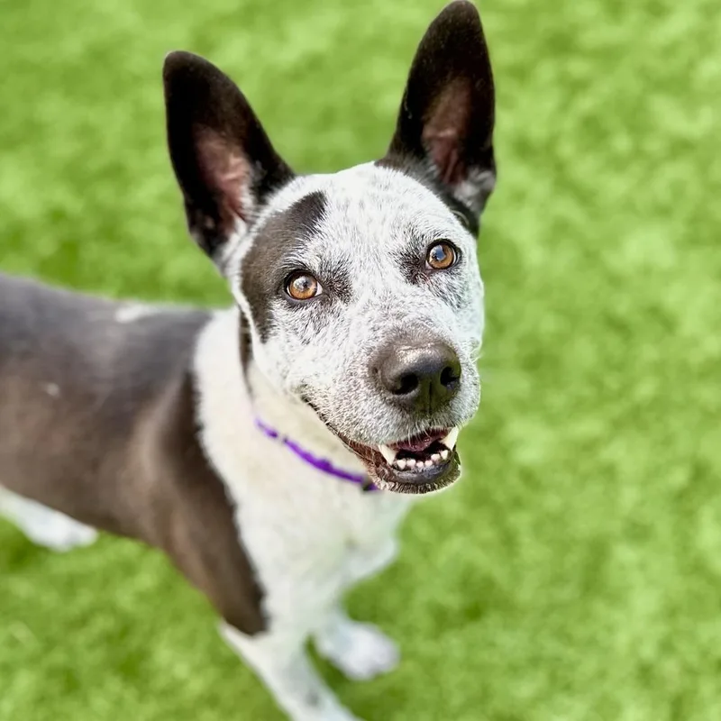 An adult medium-sized female Black Cattle Dog dog named Rum Cake for adoption in Matteson, IL