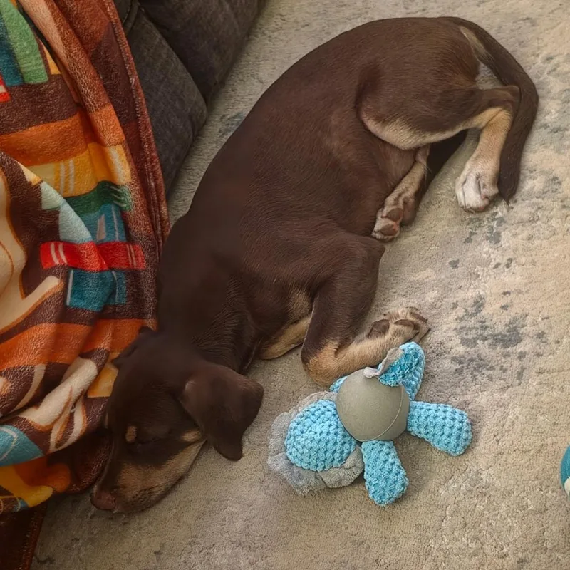 A baby small-sized male Chihuahua dog named Lake for adoption in Rockville, MD