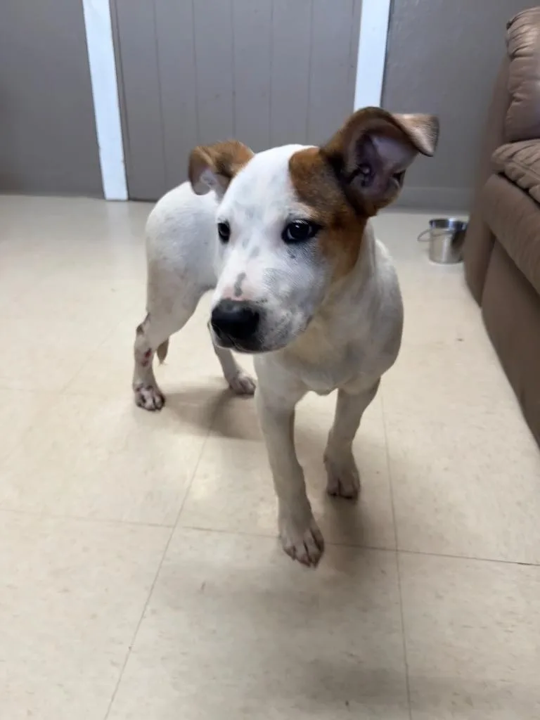 A baby medium-sized male Jack Russell Terrier dog named Orchard for adoption in Fayetteville, TN