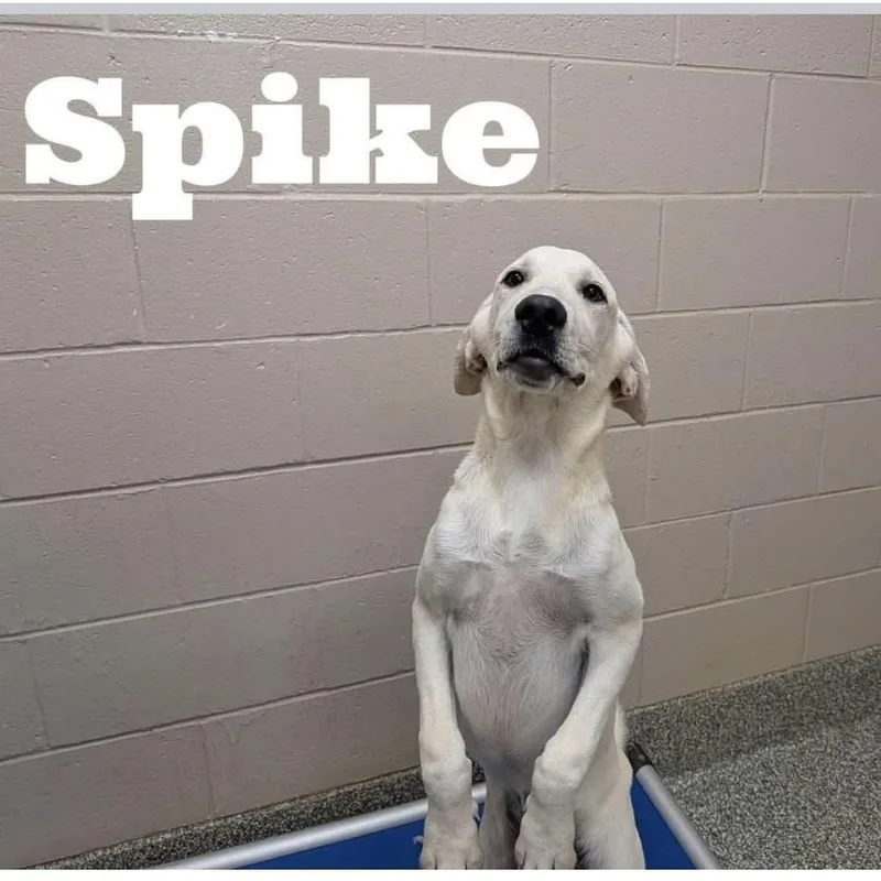 Spike thumbnail 3
