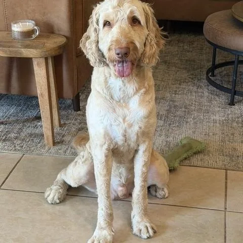 An adult large-sized male Golden Goldendoodle dog named Calvin for adoption in LEHIGH ACRES, FL